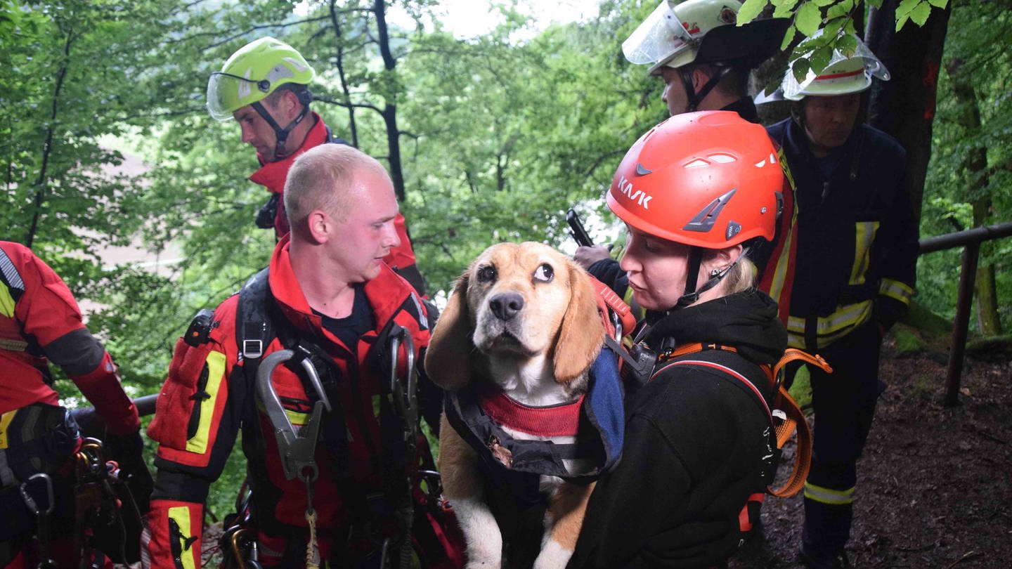 Ein Hund wird an einem Hang gerettet. Die Feuerwehr hat sich dafür zu ihm abgeseilt.