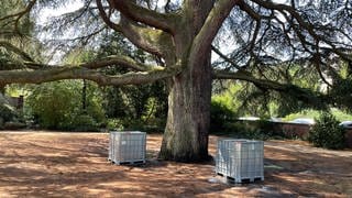 Libanon-Zeder in Weinheim mit zwei Wasserbehältern im Schlosspark