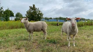 Schafe stehen auf einer Wiese an der A6 bei Walldorf. 