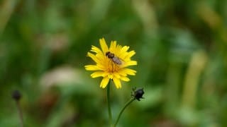 Naturnaher Friedhof für den Artenschutz