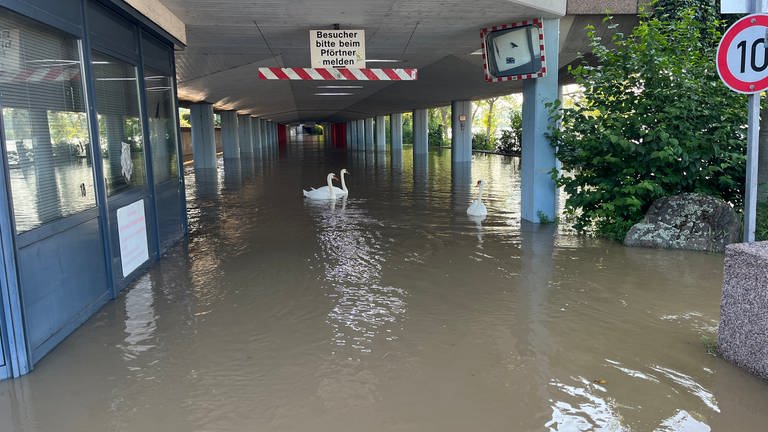 Das Neckarhochwasser in Mannheim