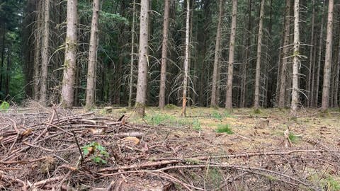 Trockener Waldboden unter Fichten-Monokultur im Odenwald