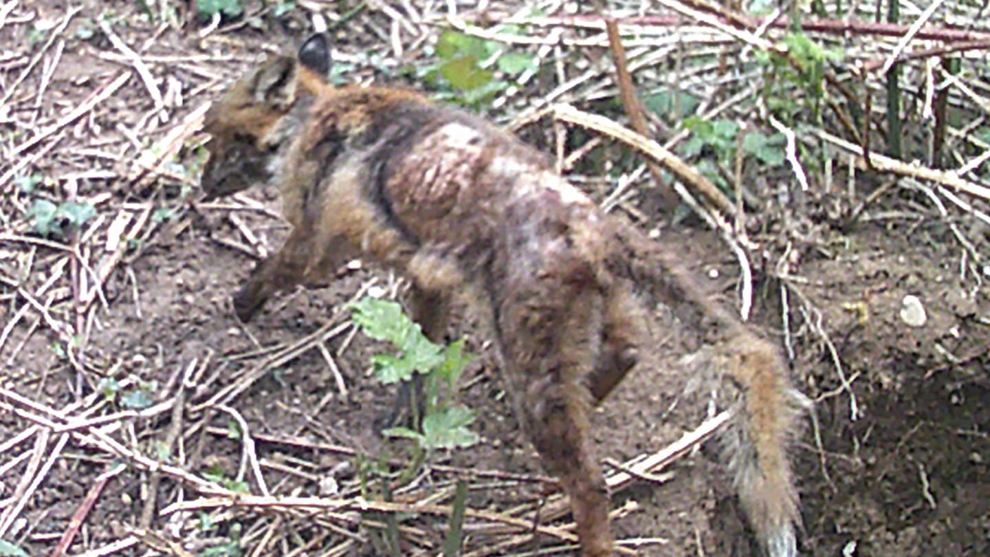 Ein vorn Räude befallener Fuchs im Zoo in Heidelberg