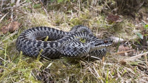 Männliche Kreuzotter in freier Wildbahn