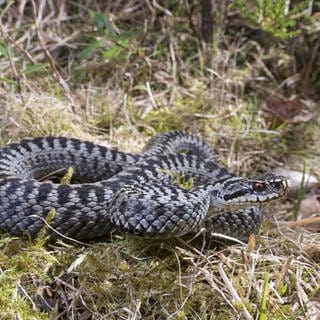 Männliche Kreuzotter in freier Wildbahn