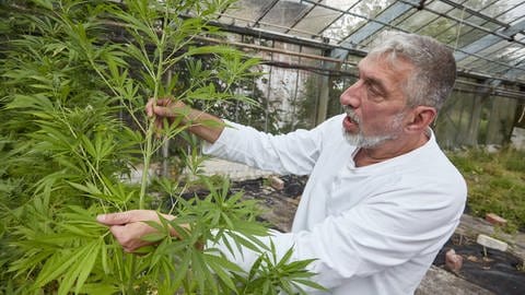 Andreas Gerhold, Vereinsvorsitzender CSC Hamburg, beim Erntefest des Cannabis Social Club Hamburg in einem Gewächshaus der Gärtnerei Jersbek.