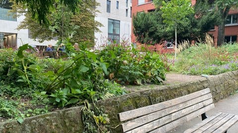 Eine Bank im Lameygarten in Mannheim