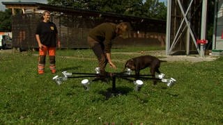 Hund beim Riech-Training in Mosbach