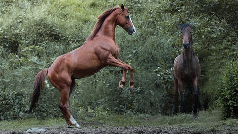 Das ausgemusterte Rennpferd Sevi