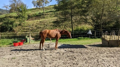 Das ausgemusterte Rennpferd Sevi steht abgemagert auf der Koppel von Annely Putz