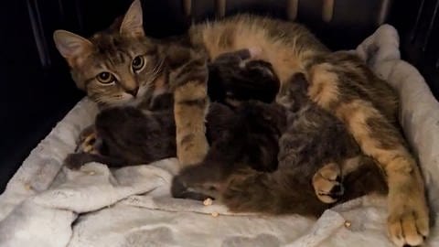 Der geretteten Katzenfamilie geht es mittlerweile gut