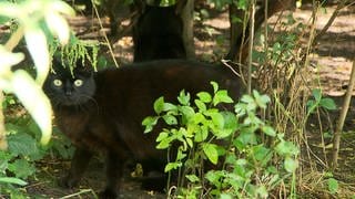 Eine schwarze Katze läuft draußen frei herum