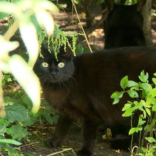 Eine schwarze Katze läuft draußen frei herum