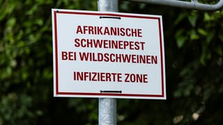 Warnschild Afrikanische Schweinepest