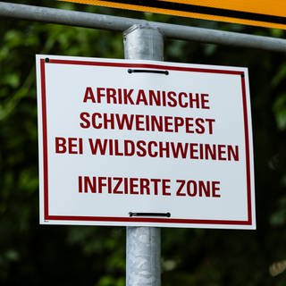 Warnschild Afrikanische Schweinepest