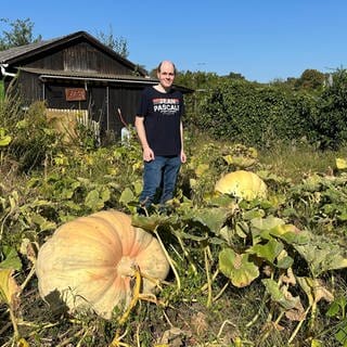 Riesengemüse beim Gartenverein in Oftersheim