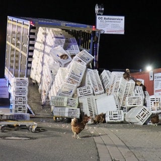 Anhänger kippte um - Hühner liefen frei herum