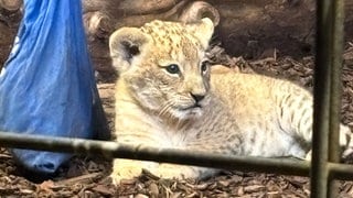 Löwen-Baby Zoo Heidelberg