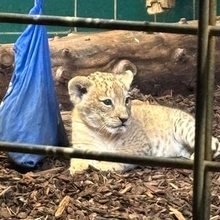 Löwen-Baby Zoo Heidelberg