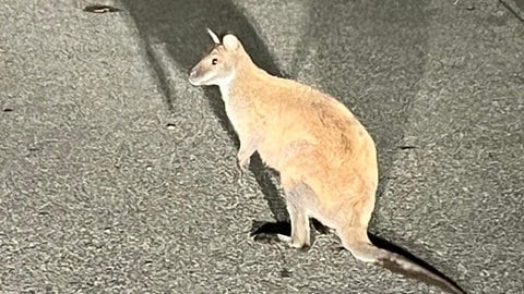 Känguru auf der Straße