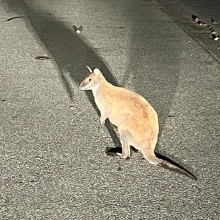 Känguru auf der Straße