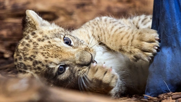 Löwenbaby Heidelberger Zoo 