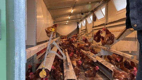 Nachts müssen die Hühner in den Stall