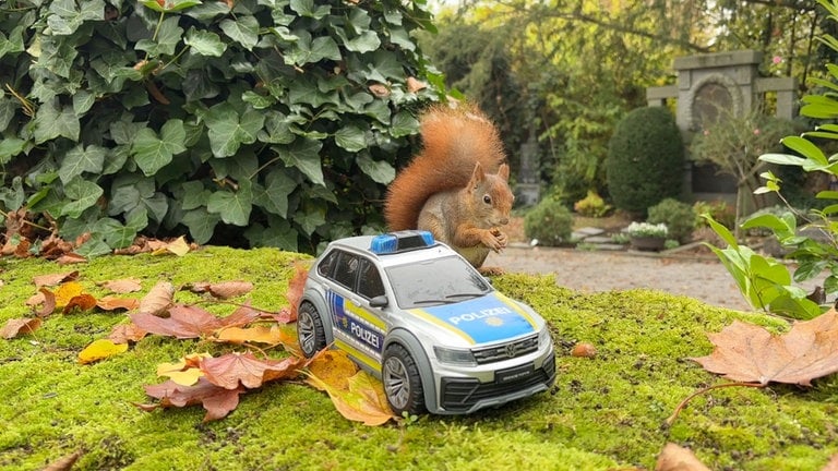 Eichhörnchen auf Friedhof mit Polizeiauto