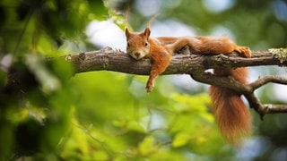 Ein Eichhörnchen auf einem Ast in Mannheim