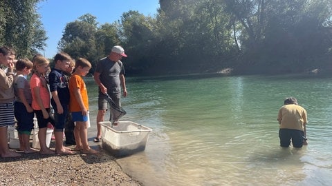 Fischbesatzung in Mannheim-Neckarau