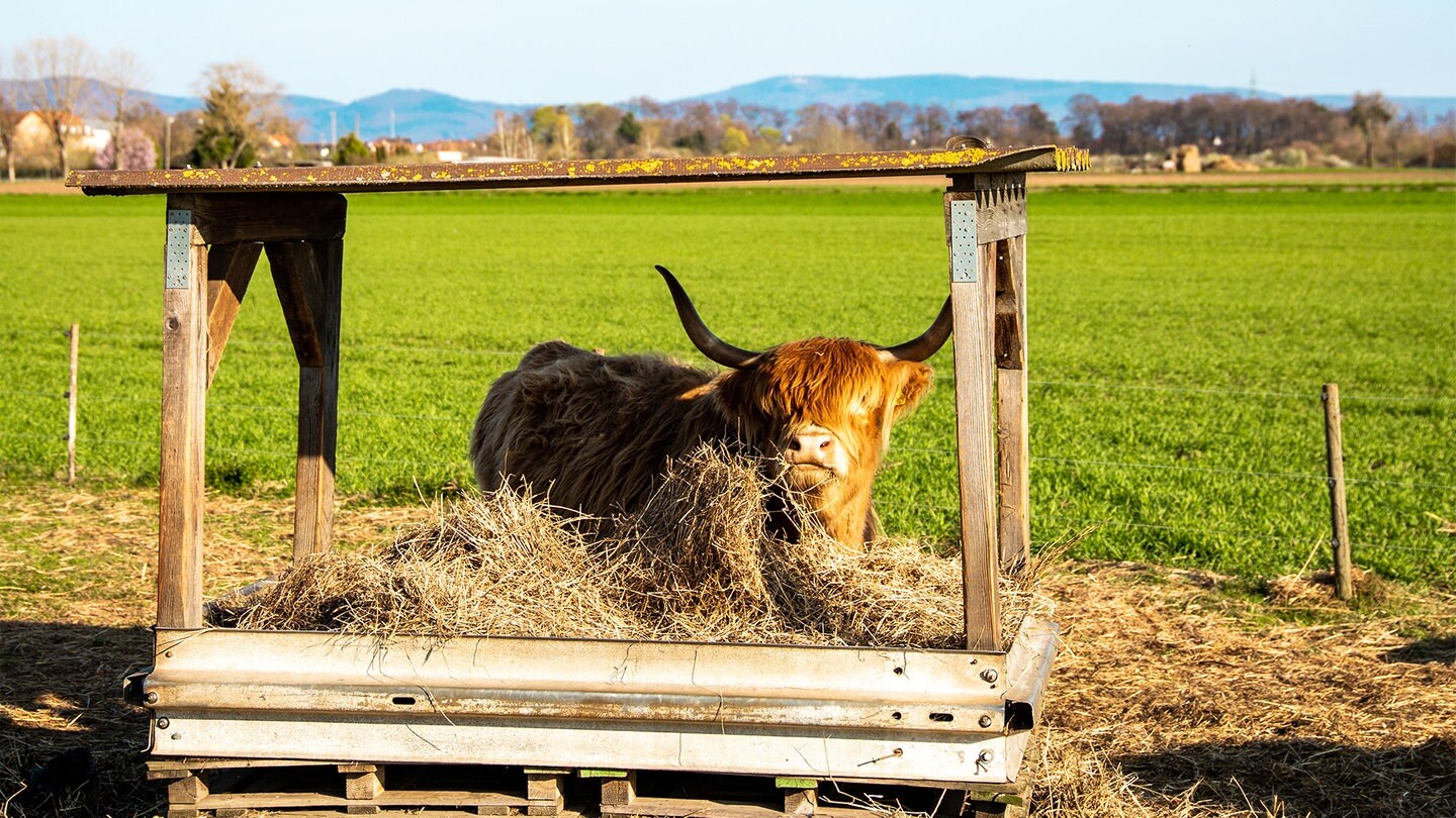 ein langhaariges Highland-Rind liegt in der Sonne