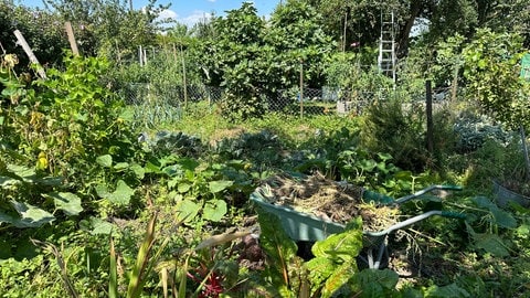 Ein verwilderter Schrebergarten in der Kleingartenanlage "Friesenheimer Insel" in Mannheim. Hier lässt der Hobbygärtner der Natur freien Lauf. Das Unkraut zwischen den Gemüsepflanzen wird nicht entfernt. 