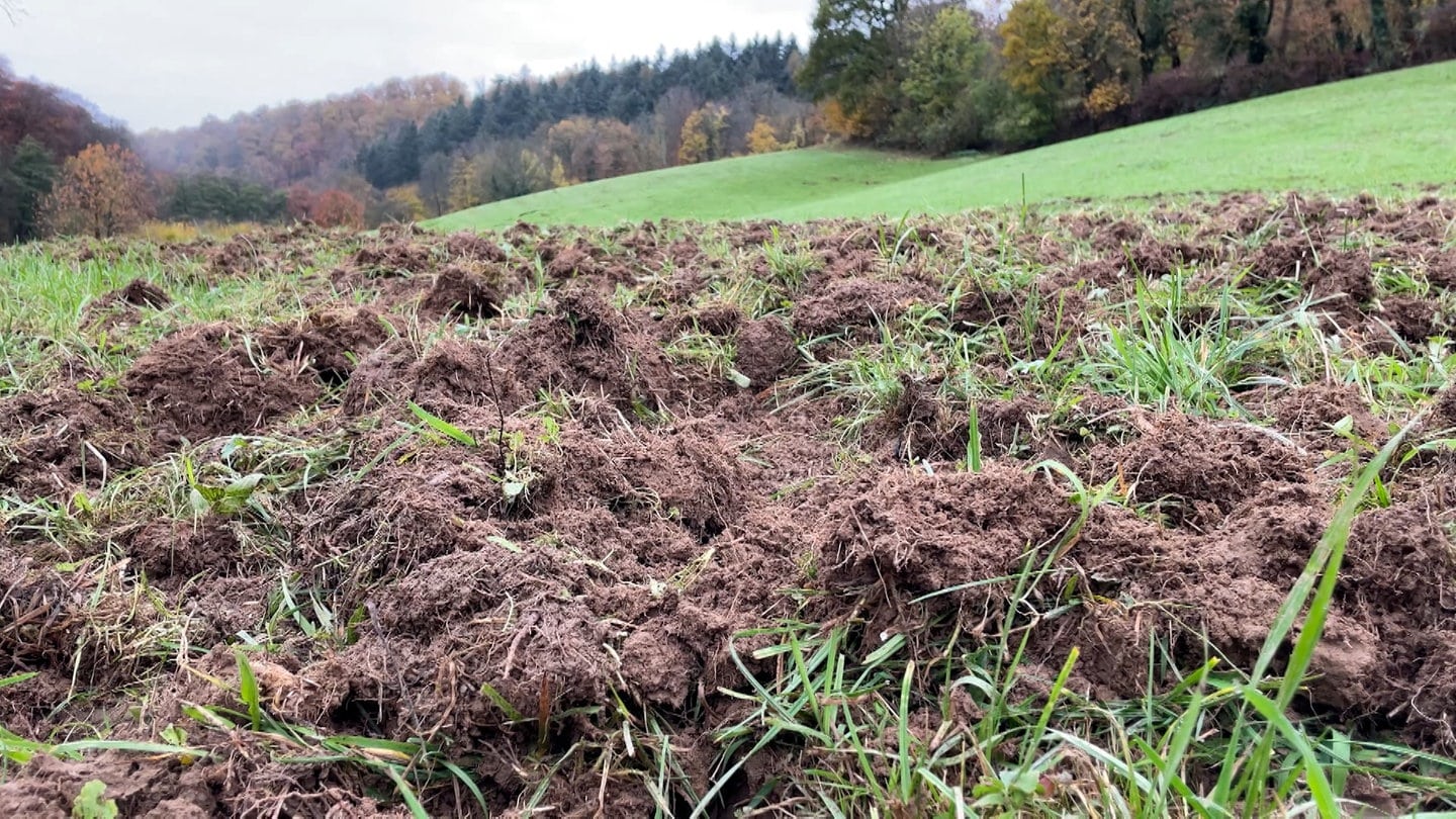 Schäden durch Wildschweine an einer Futterwiese