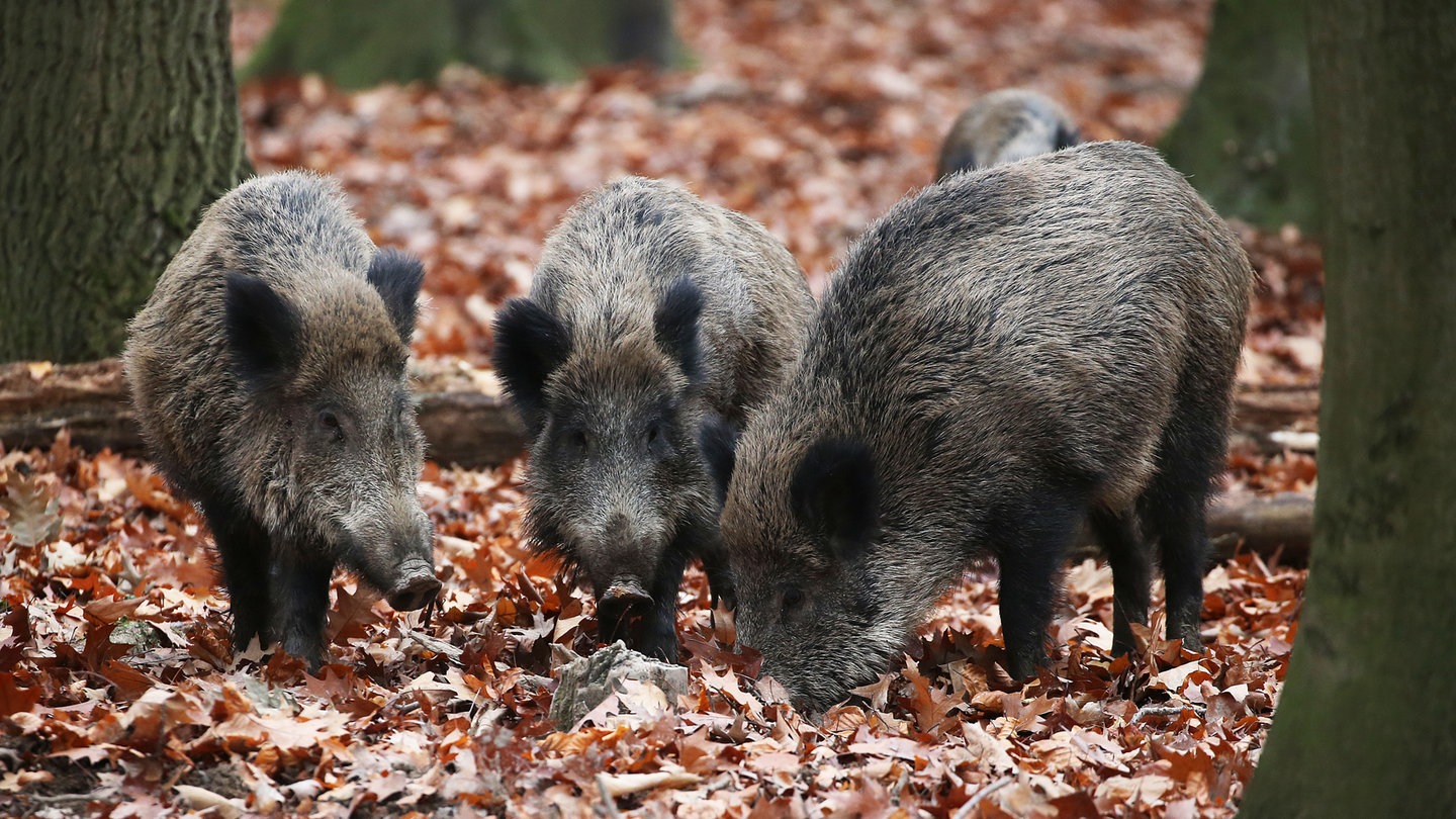 Wildscheine im Herbst im Wald