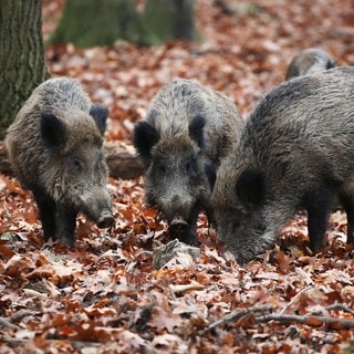 Wildscheine im Herbst im Wald