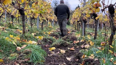 Wildschweinschaden im Weinberg von Winzer Georg Bielig in Schriesheim