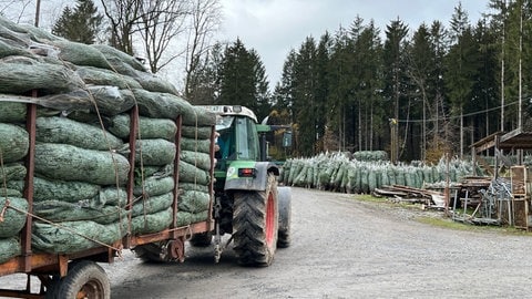 Weihnachtsbäume auf einem Traktor im Odenwald