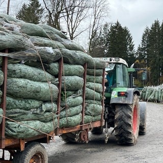 Weihnachtsbäume auf einem Traktor im Odenwald