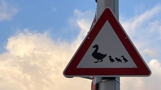 Ein Verkehrsschild mit Enten in Heidelberg