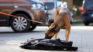 Ein Hund nimmt während eines Mantrailing-Seminars den Geruch von einer Jacke auf. 