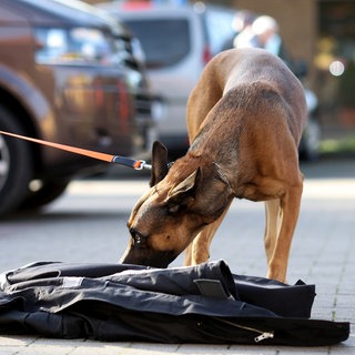 Ein Hund nimmt während eines Mantrailing-Seminars den Geruch von einer Jacke auf. 