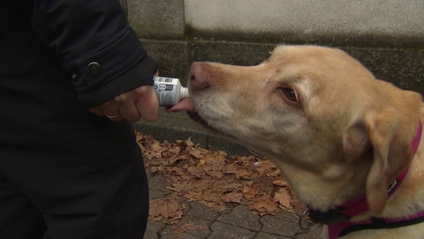 Labradorhündin Frida bekommt ihre Belohnung für die erfolgreiche Personensuche.