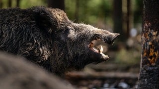 Wildschwein im Wald