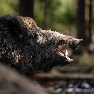 Wildschwein im Wald