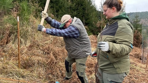 Pflanzaktion im Wald bei Eberbach, um es der Wildkatze gemütlich zu machen