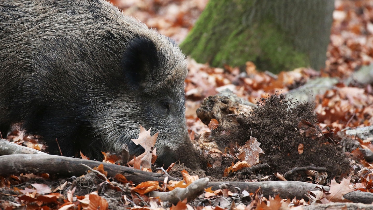 Ein Wildschwein wühlt das Erdreich auf.