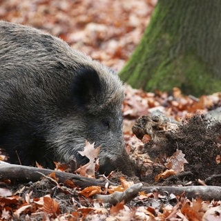 Ein Wildschwein wühlt das Erdreich auf.