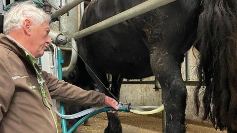 Hans Zollmann beim Melken seiner Stuten