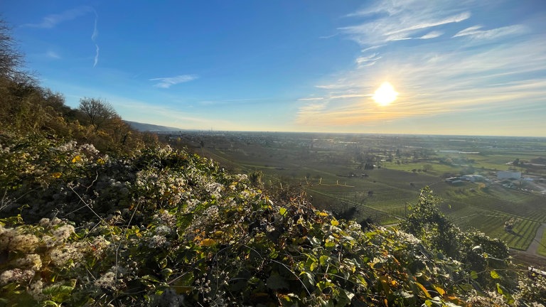 Sonne über der Rheinebene.