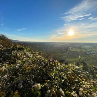 Sonne über der Rheinebene.